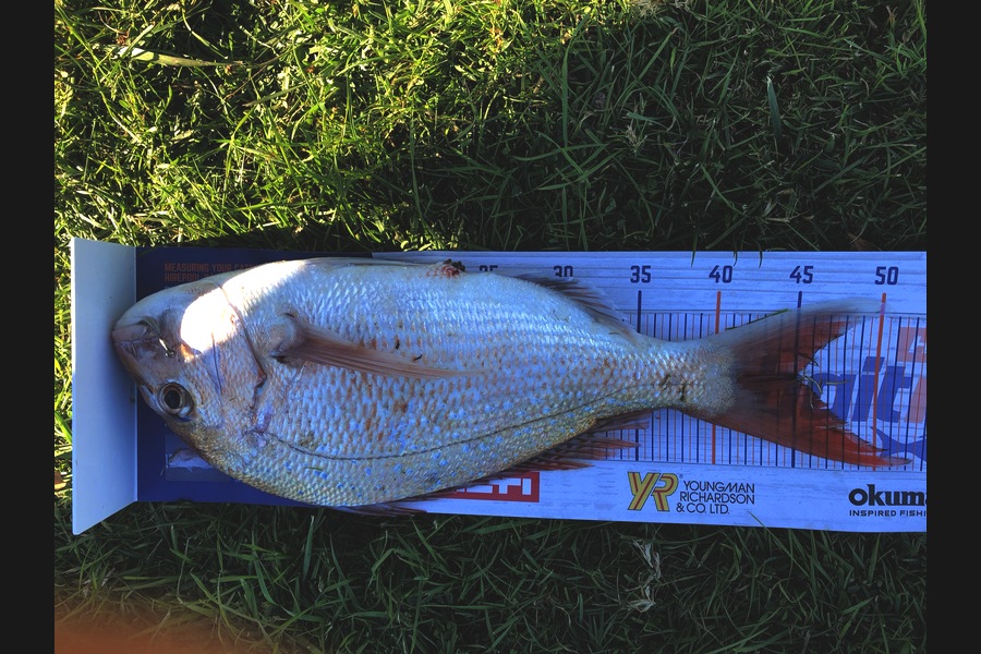 Dave Pope caught this 45.0cm Snapper at Foxton  during The Hirepool Baitmates Fishing Comp
