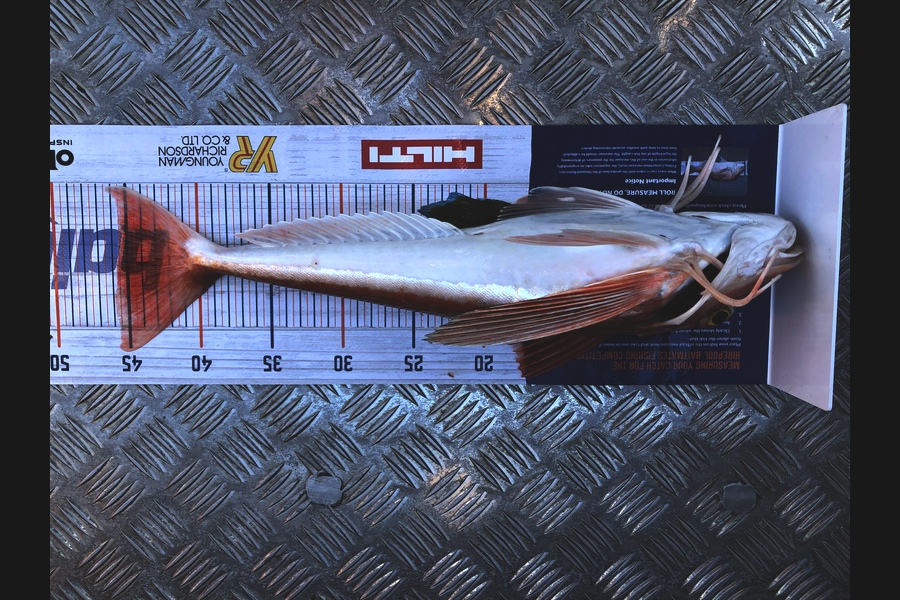 Alex  Jarvis caught this 45.5cm Gurnard at Waipatiki during The Hirepool Baitmates Fishing Comp