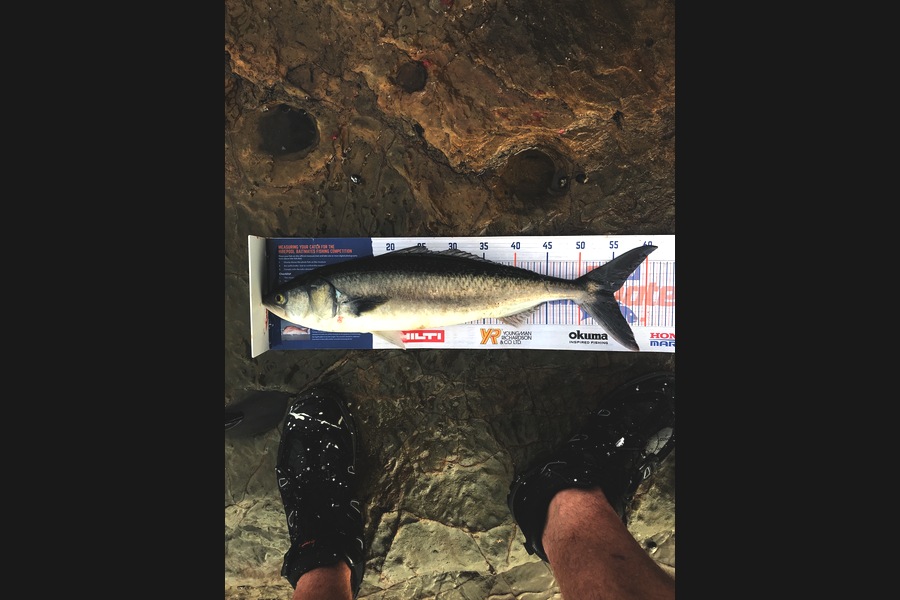 Matthew Charles caught this 55.0cm Kahawai at Whangaparoa during The Hirepool Baitmates Fishing Comp