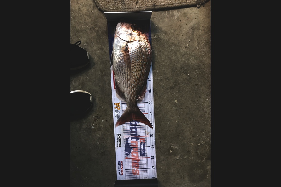 Elliot Gordon caught this 42.5cm Snapper at Tauranga during The Hirepool Baitmates Fishing Comp