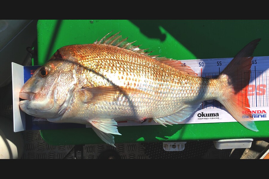 John Ra caught this 62.0cm Snapper at Coro Farms during The Hirepool Baitmates Fishing Comp