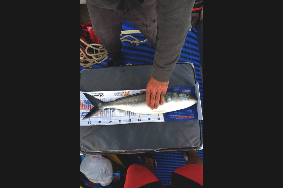 Adam Cochrane caught this 53.0cm Kahawai at Bay of islands during The Hirepool Baitmates Fishing Comp