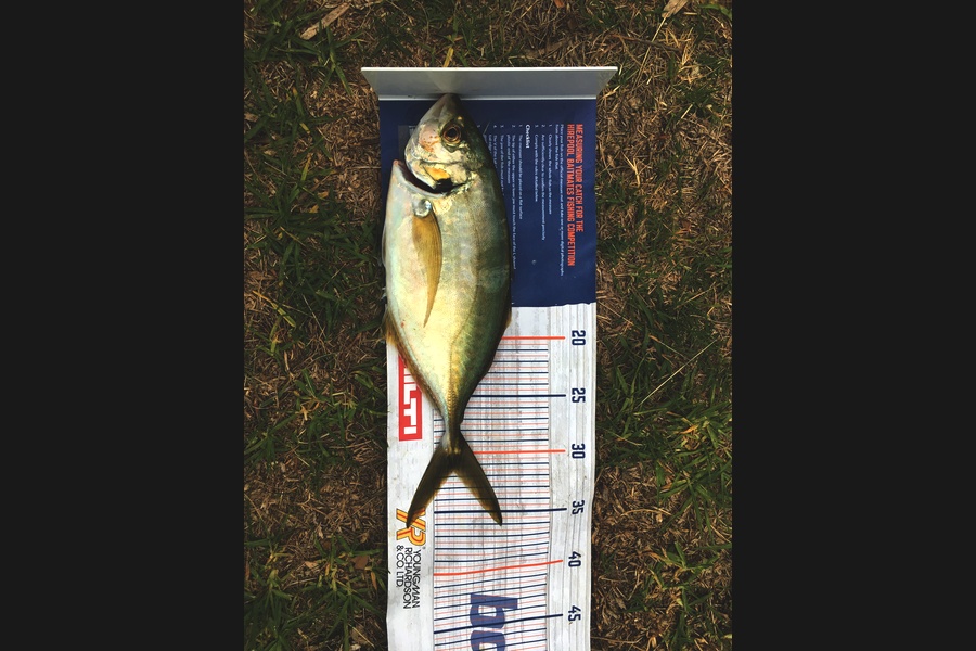 David  Griffin caught this 31.5cm Trevally at Coromandel  during The Hirepool Baitmates Fishing Comp
