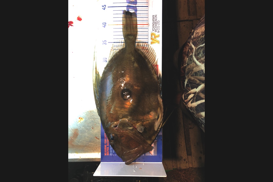 Dale Hamlin caught this 43cm John Dory at Whangarei  during The Hirepool Baitmates Fishing Comp