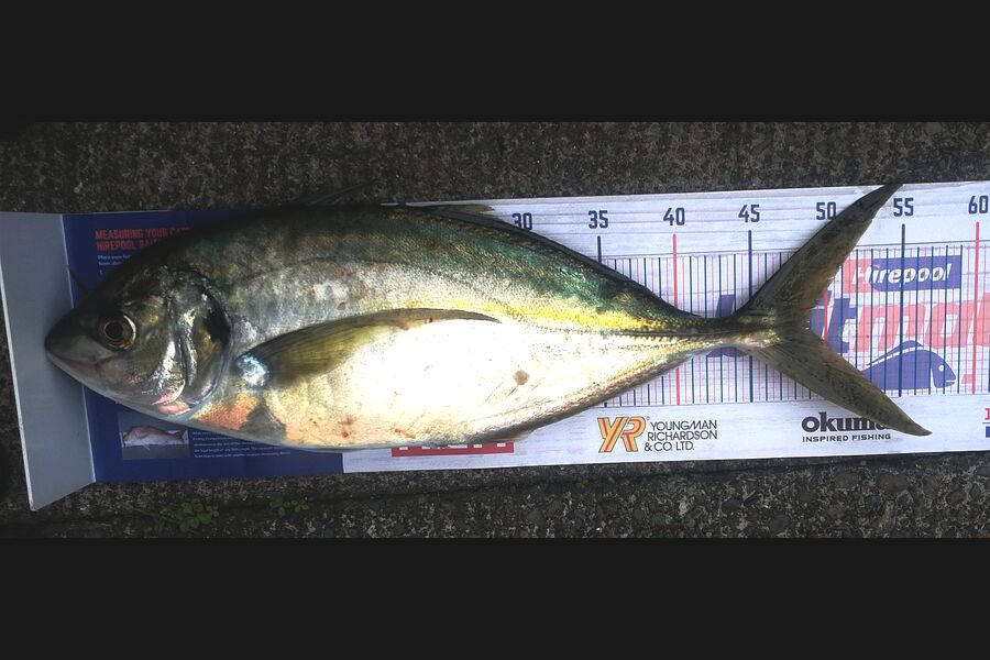 Leigh Page caught this 48.5cm Trevally at Wellington south coast during The Hirepool Baitmates Fishing Comp