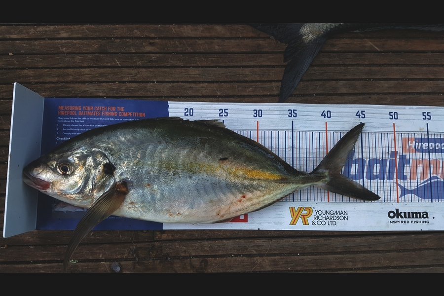 Dan Musson caught this 41.5cm Trevally at Welly sth coast  during The Hirepool Baitmates Fishing Comp