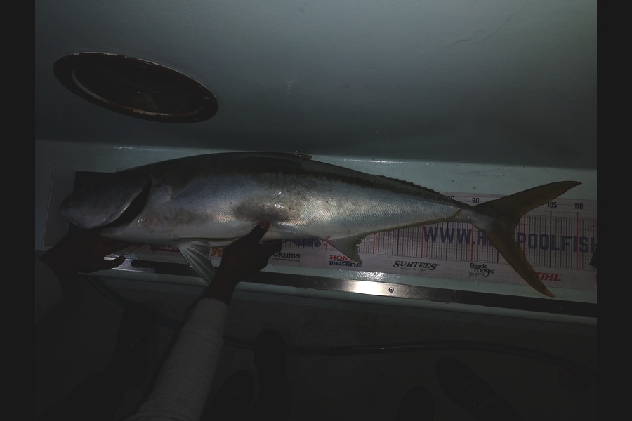 Mohammed  Kaiyum  caught this 98.0cm Kingfish at Tauranga  during The Hirepool Baitmates Fishing Comp