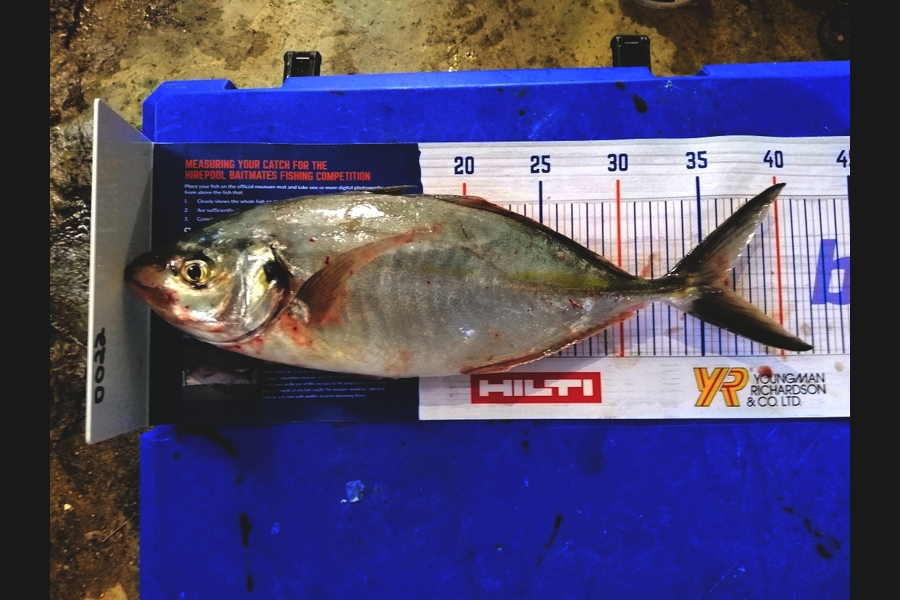steve taylor caught this 36.0cm Trevally at chicks during The Hirepool Baitmates Fishing Comp