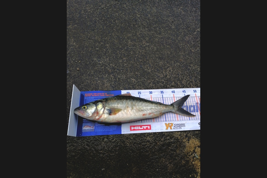 Andre Zowitzkey caught this 42.5cm Kahawai at Stanmore  during The Hirepool Baitmates Fishing Comp