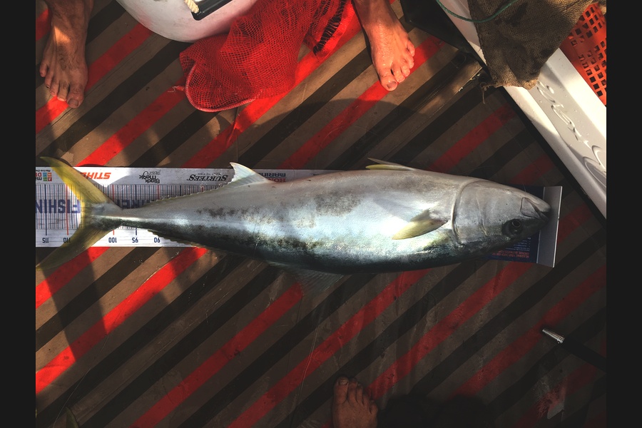 David  Griffin caught this 107.0cm Kingfish at Mercury islands during The Hirepool Baitmates Fishing Comp