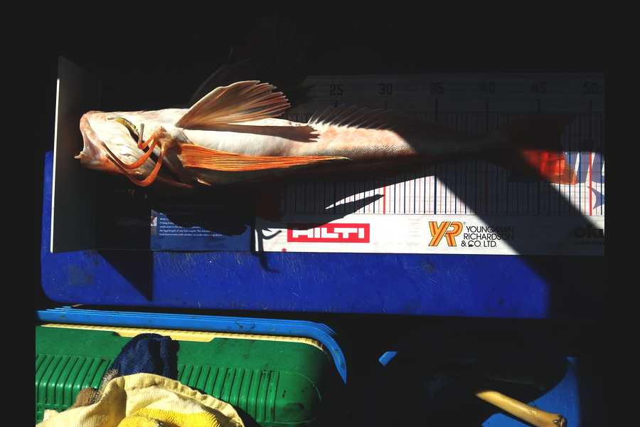 Dean McNamara caught this 47.0cm Gurnard at Marlborough Sounds during The Hirepool Baitmates Fishing Comp