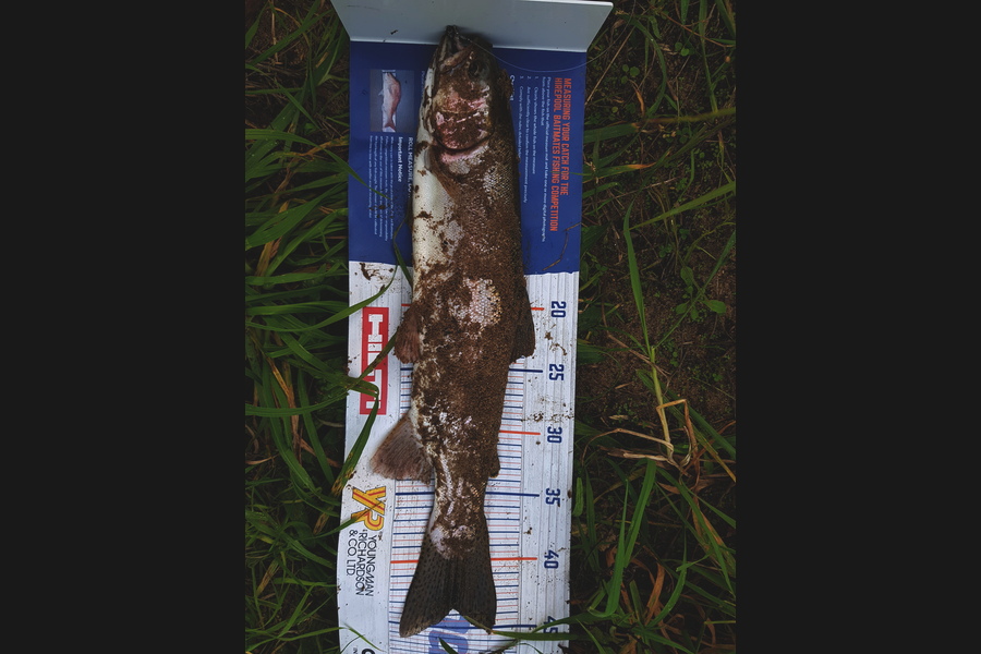 Brett Rigby caught this 43cm Trout at Ngongotaha Stream during The Hirepool Baitmates Fishing Comp