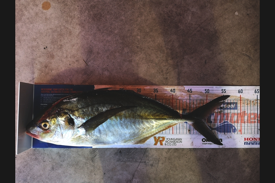 Liam Devlin caught this 49.0cm Trevally at Coromandel  during The Hirepool Baitmates Fishing Comp