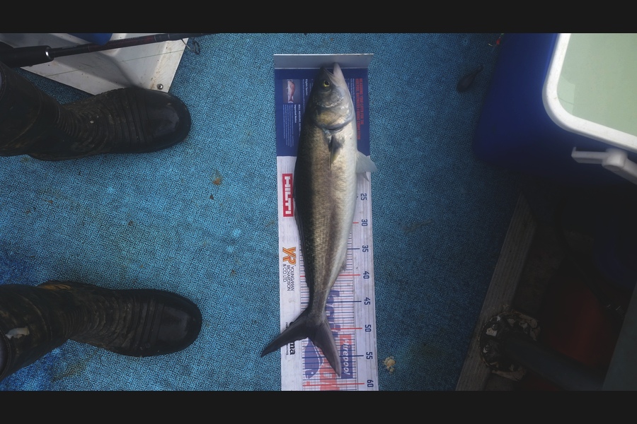 Ben Jones caught this 51.0cm Kahawai at Wellington harbour  during The Hirepool Baitmates Fishing Comp