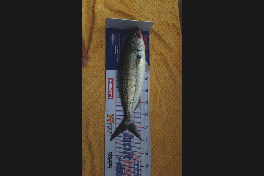 Graham Welsh caught this 40.5cm Kahawai at Palatial channel during The Hirepool Baitmates Fishing Comp