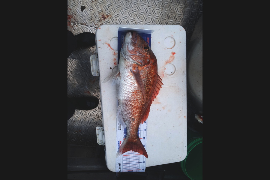 Damien Lardner caught this 67.0cm Snapper at Wanganui during The Hirepool Baitmates Fishing Comp