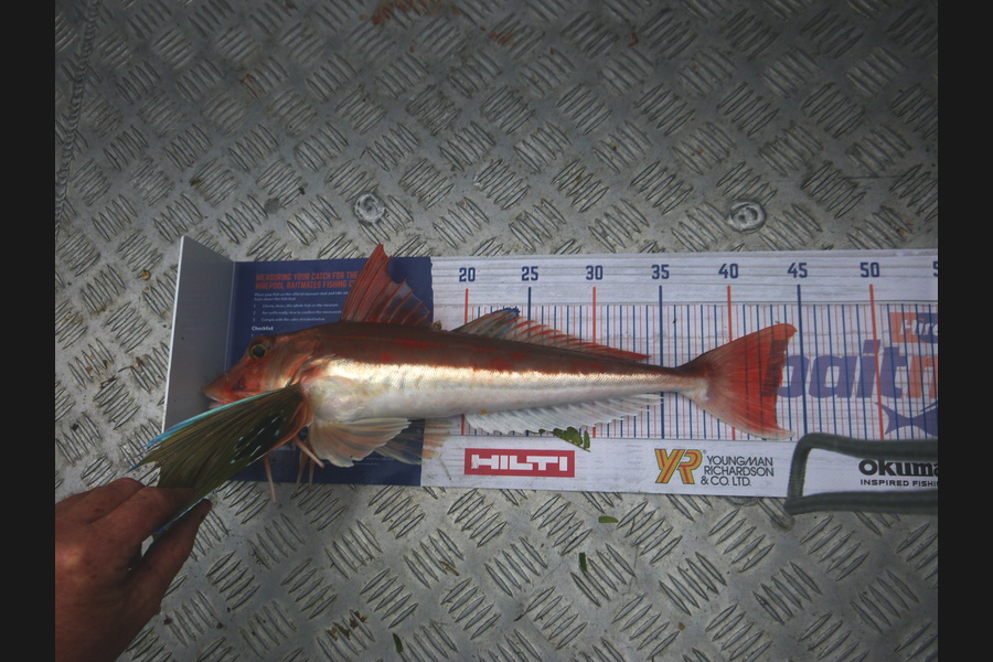 Gail Rosevear caught this 43.0cm Gurnard at Matata, B.O.P during The Hirepool Baitmates Fishing Comp