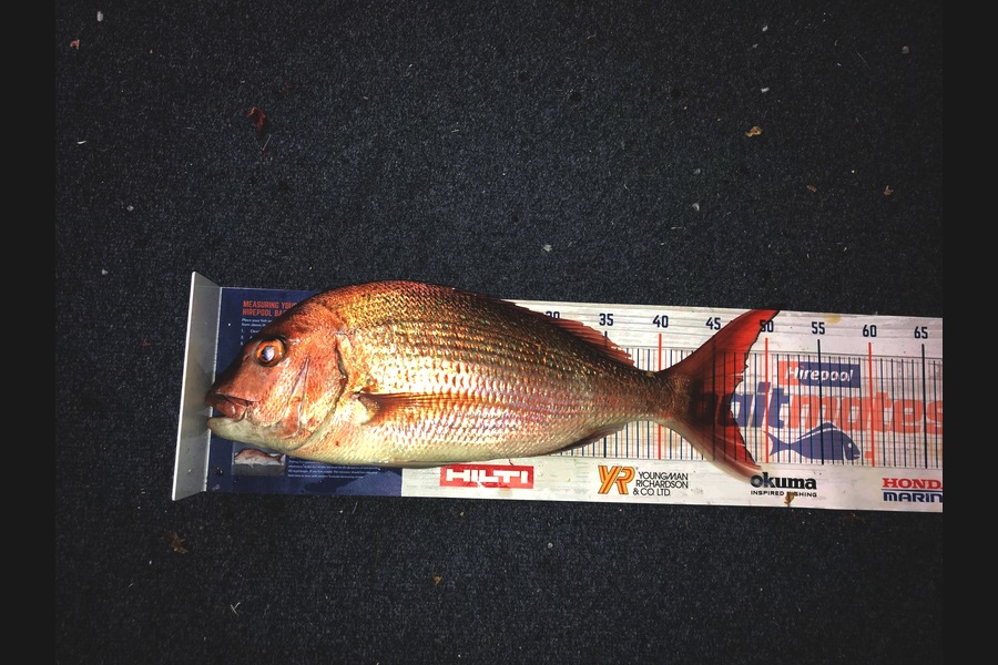 Abigail Berthiaume caught this 46.5cm Snapper at Tauranga  during The Hirepool Baitmates Fishing Comp