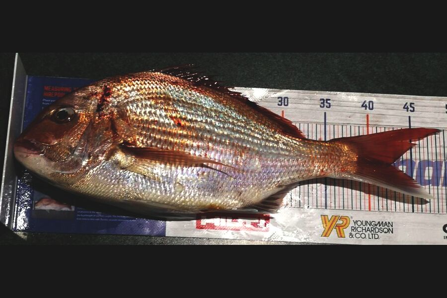 Leigh Page caught this 42.0cm Snapper at Wellington south coast during The Hirepool Baitmates Fishing Comp
