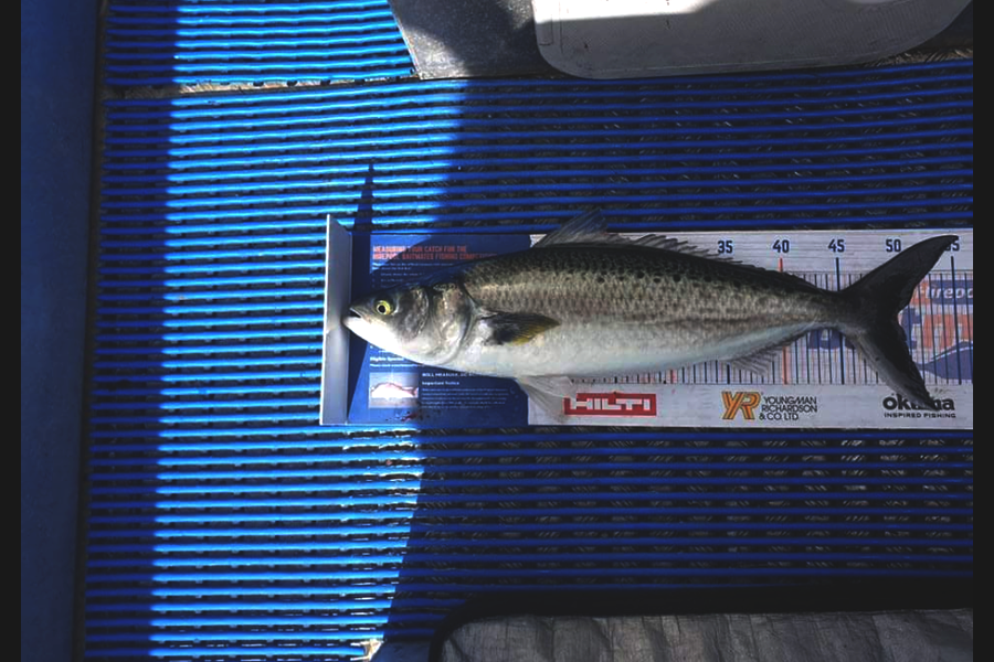 Adam Cochrane caught this 50.0cm Kahawai at Bay of islands during The Hirepool Baitmates Fishing Comp