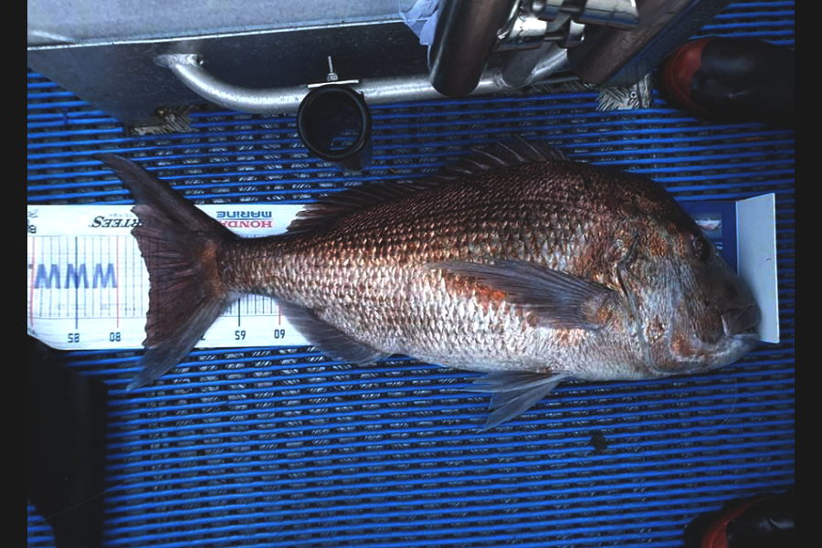 Adam Cochrane caught this 76.0cm Snapper at Far north during The Hirepool Baitmates Fishing Comp