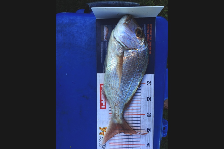 Peter  mclean caught this 36.0cm Snapper at Whangamata  during The Hirepool Baitmates Fishing Comp