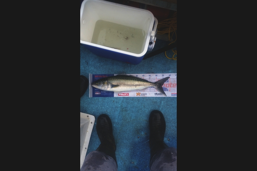 Ben Jones caught this 54.0cm Kahawai at Wellington harbour  during The Hirepool Baitmates Fishing Comp