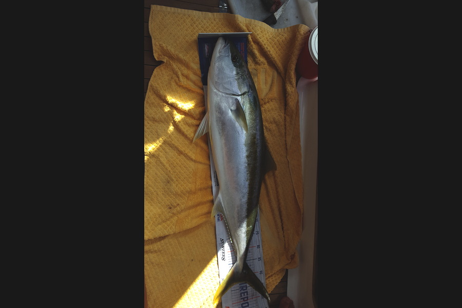 Graham Welsh caught this 93.0cm Kingfish at Coramandel  during The Hirepool Baitmates Fishing Comp