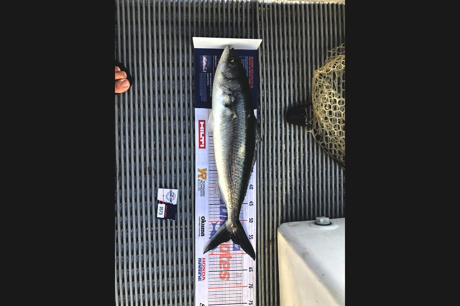 James Boswell caught this 55.5cm Kahawai at Great mercury during The Hirepool Baitmates Fishing Comp