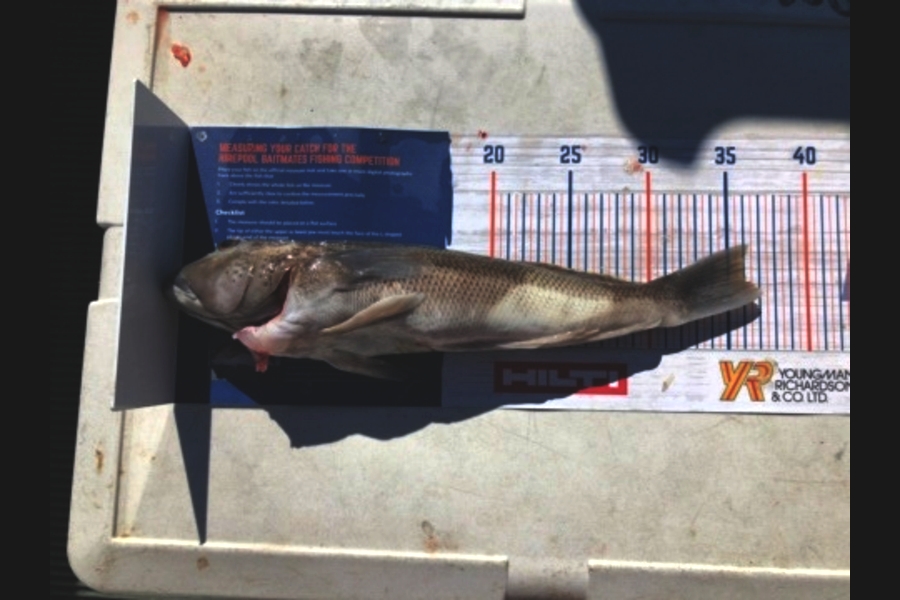 Fynn McDonough caught this 36.0cm Blue Cod at Marlborough Sounds during The Hirepool Baitmates Fishing Comp