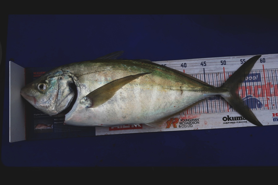 Sue Hawkins caught this 50cm Trevally at Tasman Bay during The Hirepool Baitmates Fishing Comp