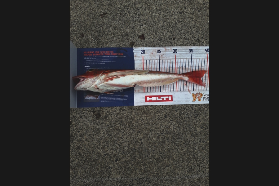 maty bailey caught this 37.5cm Gurnard at taranaki during The Hirepool Baitmates Fishing Comp
