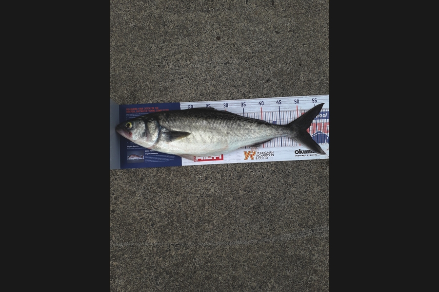 maty bailey caught this 52.0cm Kahawai at taranaki during The Hirepool Baitmates Fishing Comp