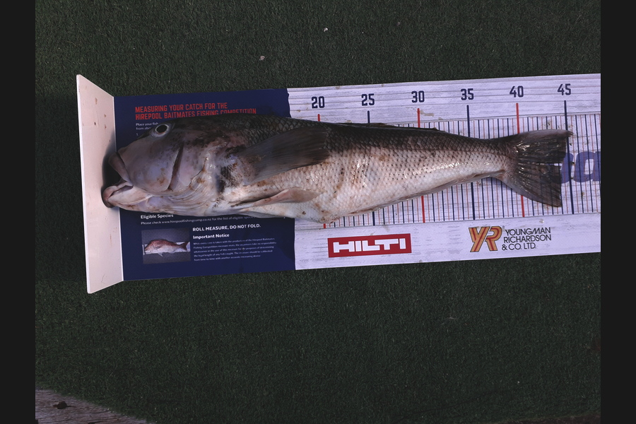 maty bailey caught this 44.0cm Blue Cod at taranaki during The Hirepool Baitmates Fishing Comp