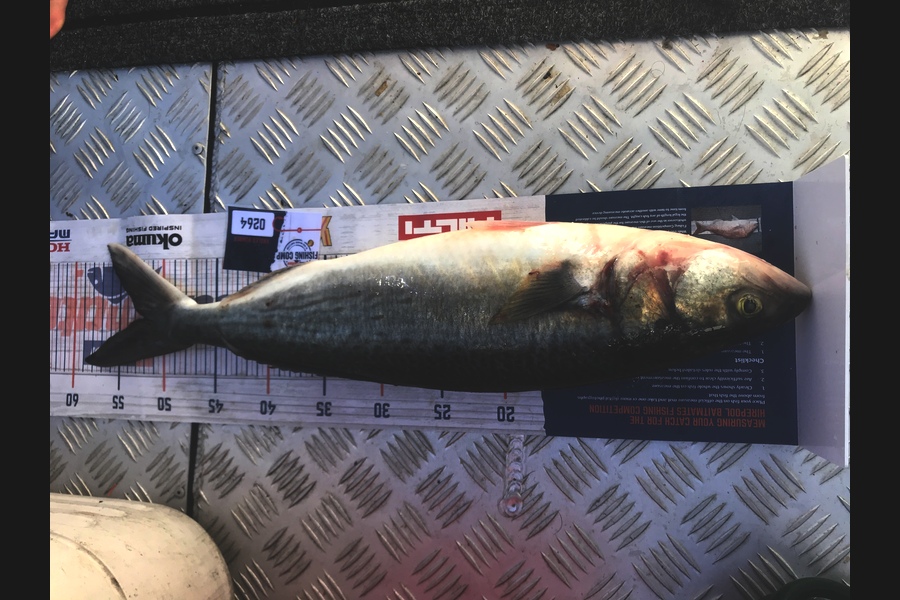 Andrew Deans caught this 52.0cm Kahawai at Kawau island  during The Hirepool Baitmates Fishing Comp