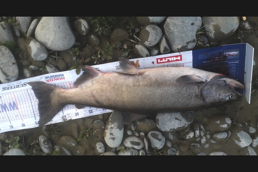 Bob Murphy caught this 72.5cm Salmon at Waimak during The Hirepool Baitmates Fishing Comp