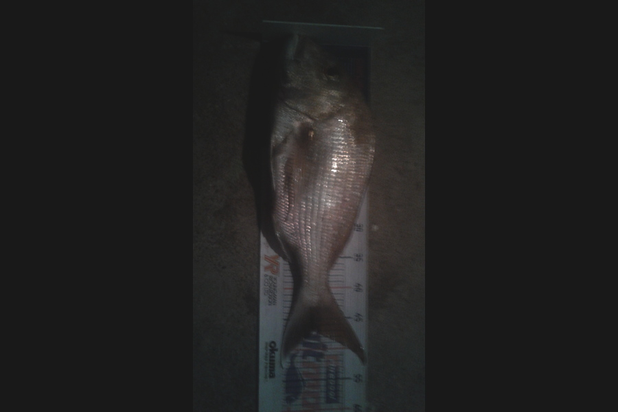 Jono  Te Wake  caught this 47.0cm Snapper at Auckland  during The Hirepool Baitmates Fishing Comp