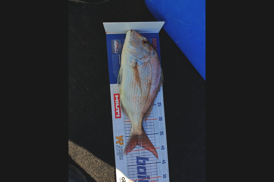 Dean Cameron caught this 38.0cm Snapper at Taranaki  during The Hirepool Baitmates Fishing Comp