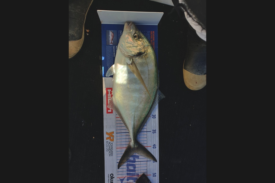 Dean Cameron caught this 41.5cm Trevally at Taranaki  during The Hirepool Baitmates Fishing Comp
