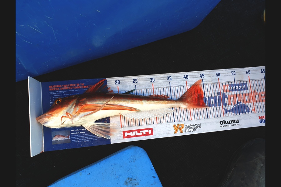 Dean Cameron caught this 44.5cm Gurnard at Taranaki  during The Hirepool Baitmates Fishing Comp