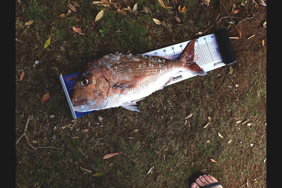 Dave Gurr caught this 64.0cm Snapper at Far north  during The Hirepool Baitmates Fishing Comp