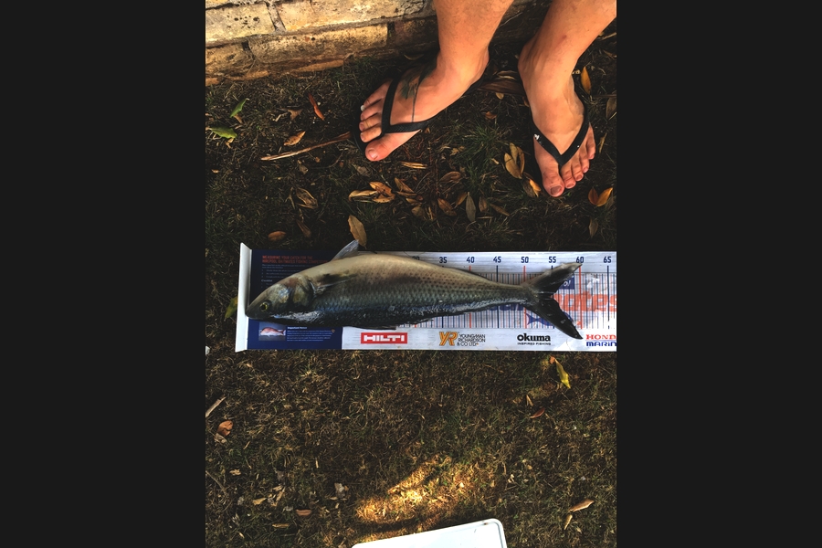 Dave Gurr caught this 54.5cm Kahawai at Far north  during The Hirepool Baitmates Fishing Comp