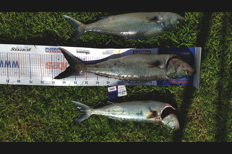 Stephen Torrey caught this 55cm Kahawai at Whitianga during The Hirepool Baitmates Fishing Comp