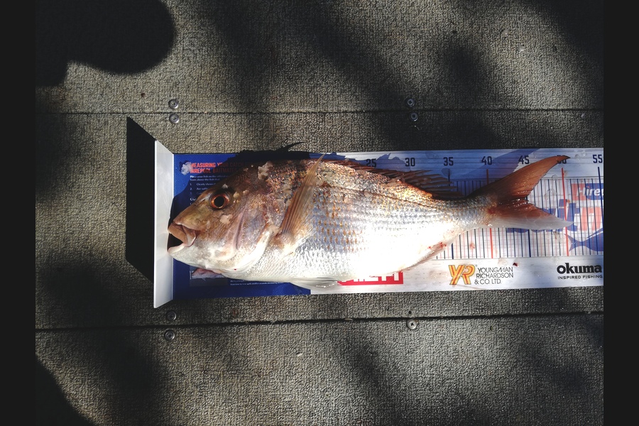 Raymond Edwards caught this 44.5cm Snapper at Kaiaua during The Hirepool Baitmates Fishing Comp
