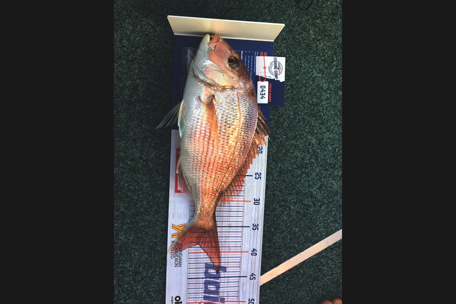 TONY KAY caught this 38.0cm Snapper at Raglan Harbour during The Hirepool Baitmates Fishing Comp