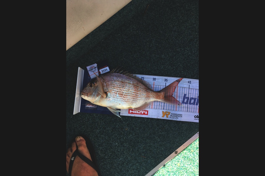 TONY KAY caught this 37.5cm Snapper at Raglan Harbour during The Hirepool Baitmates Fishing Comp
