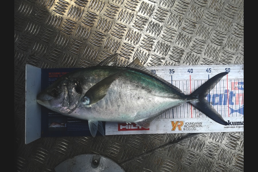 Andre Wilson caught this 43.0cm Trevally at Cavally islands  during The Hirepool Baitmates Fishing Comp