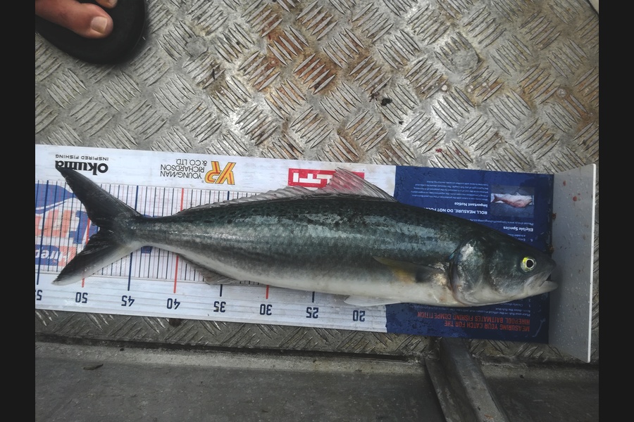 Andre Wilson caught this 48.5cm Kahawai at Cavally islands  during The Hirepool Baitmates Fishing Comp