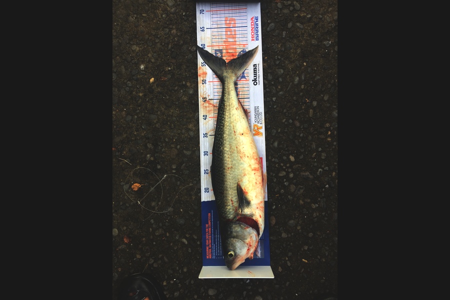 Deon Kumm caught this 53cm Kahawai at Off the port of Taranaki during The Hirepool Baitmates Fishing Comp