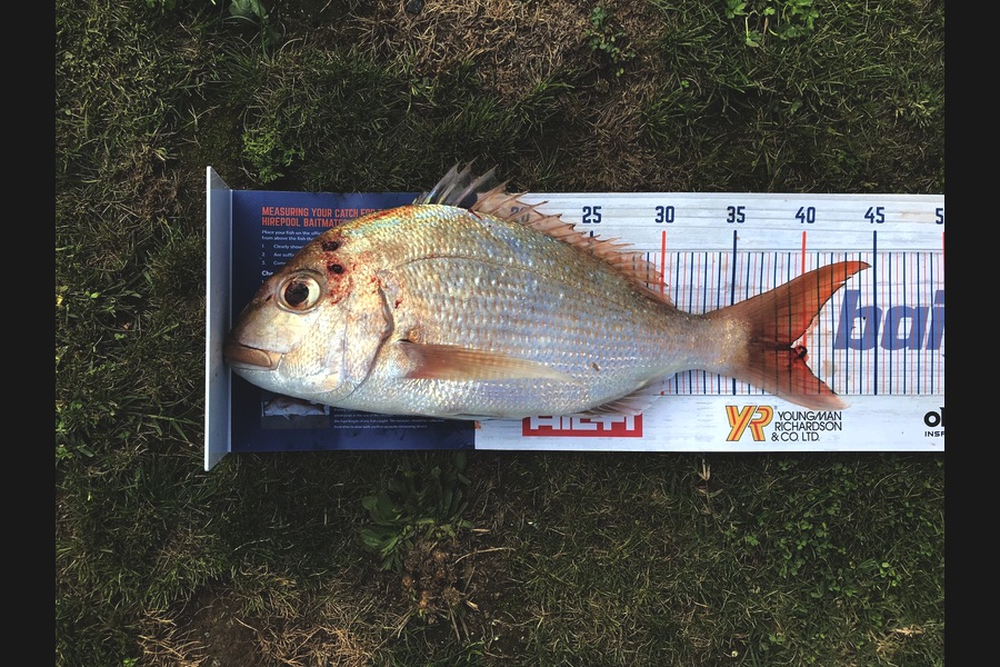 Vaughan Holdt caught this 39.0cm Snapper at Kaiaua during The Hirepool Baitmates Fishing Comp